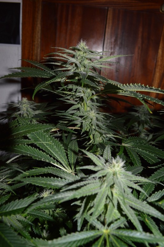 G13 Haze #2 18 days fl (14) (532x800)