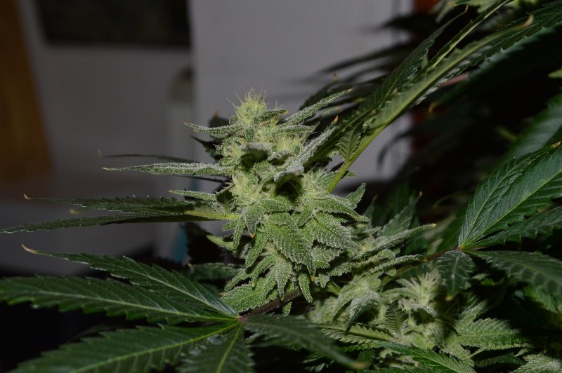 G13 Haze #3 21 days fl (6) (800x532)