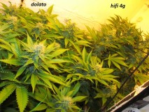 w4 bloom  (3)