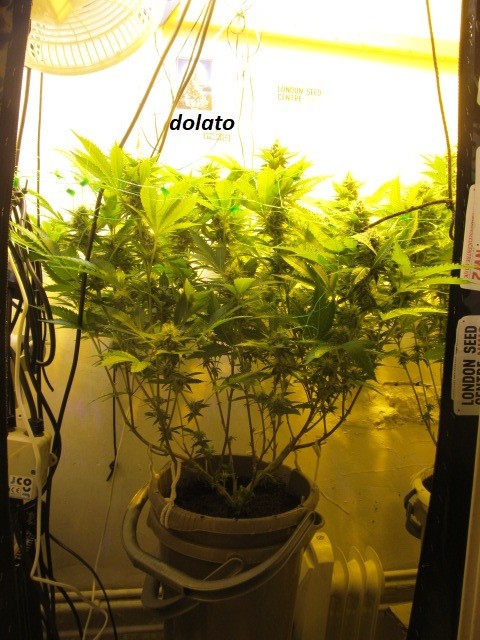 w4 bloom  (4)