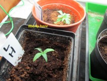 liberty haze (1)