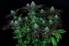 dark-star-seeds