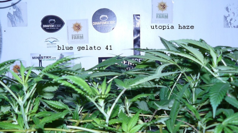 drobes 10 03 22 003