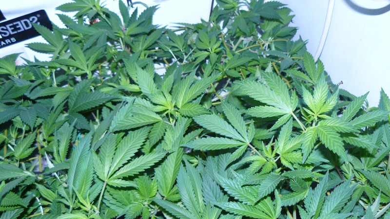 drobes 10 03 22 008