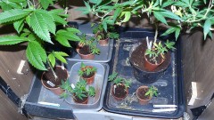 drobes 10 03 22 013