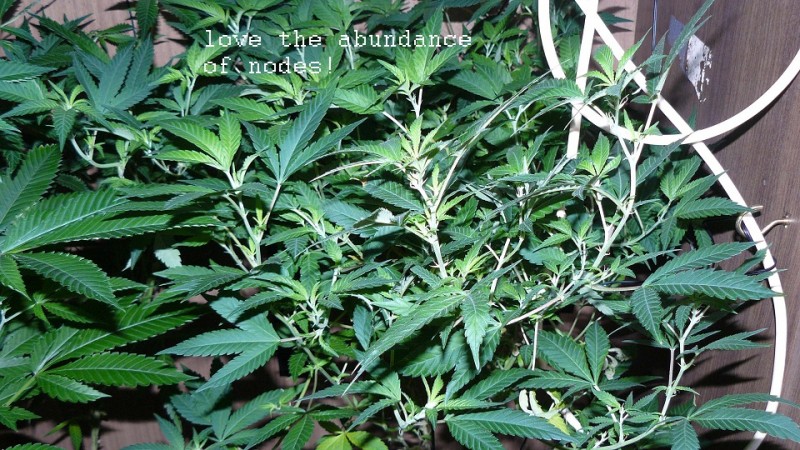 drobes 10 03 22 019