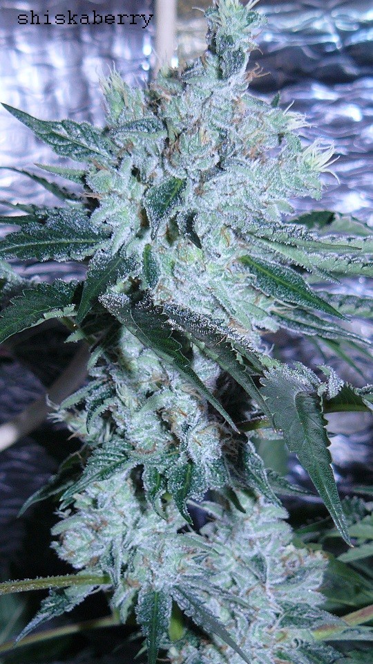 drobes 10 03 22 024