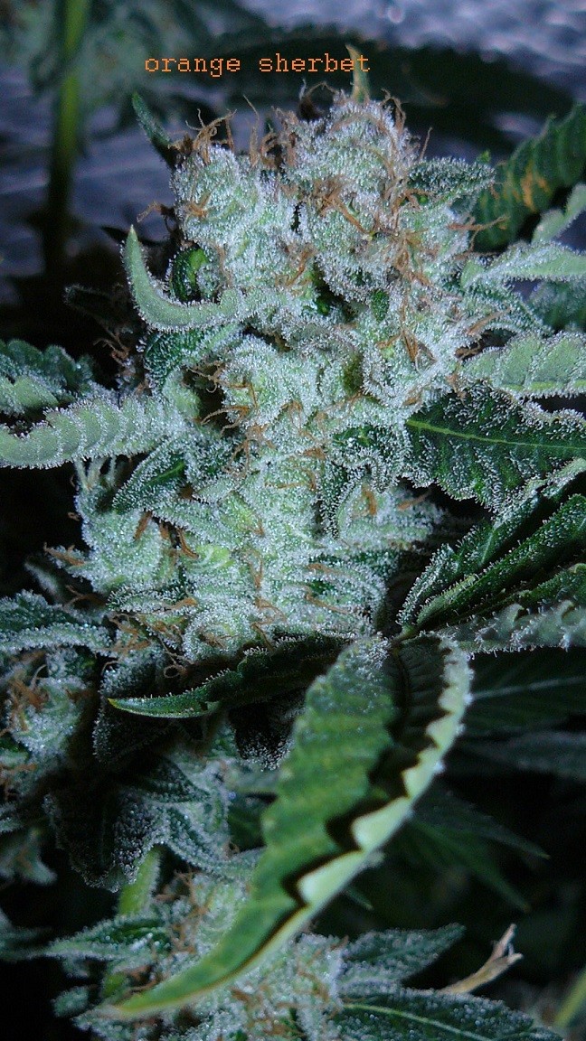 drobes 10 03 22 026