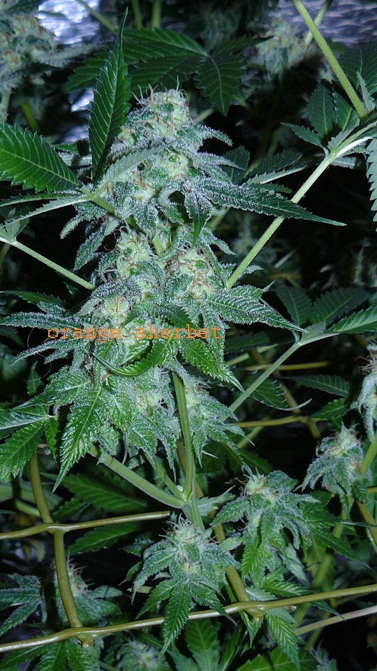 drobes 10 03 22 029