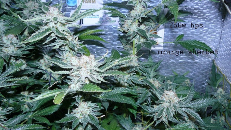 drobes 10 03 22 036