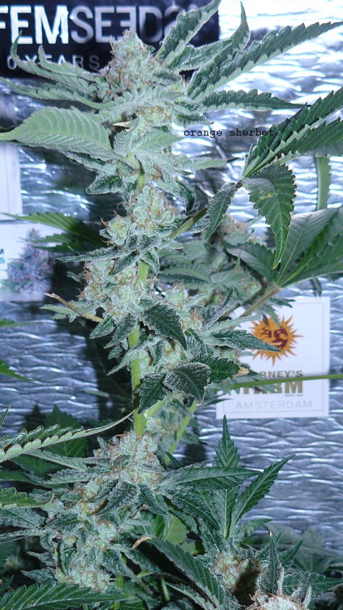 drobes 10 03 22 041