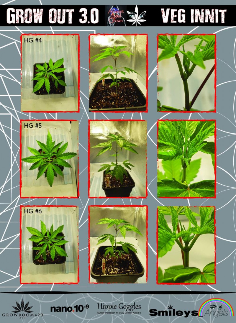 Smileys Gardem_Smileys Angels_Diary_Veg1-02