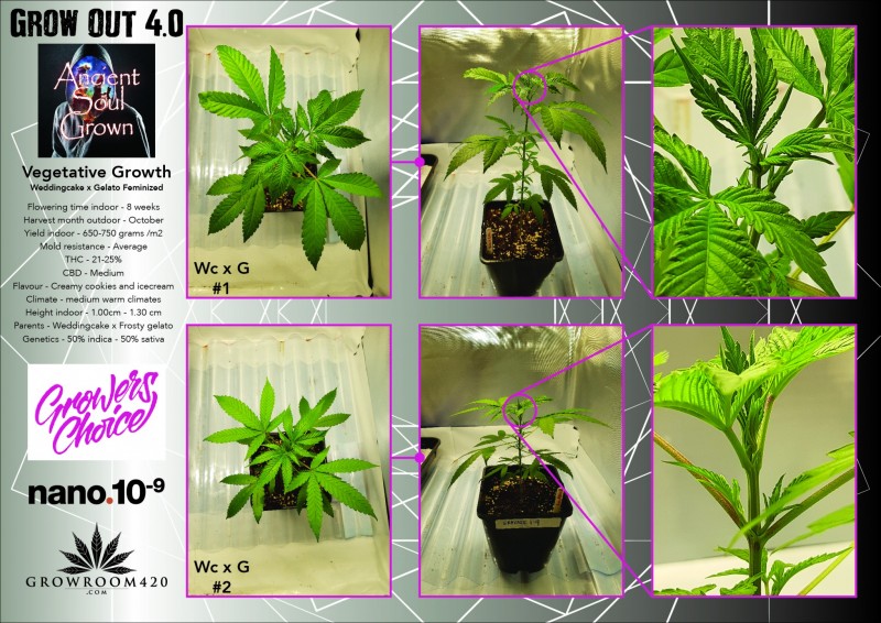 Grow Out 4_ASG_Weddingcake x Gelato Fem_Vegetative Growth 1-01