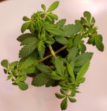 P1020231