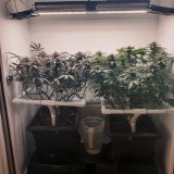 Wedding Cake / Blueberry Cookies