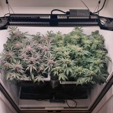Wedding Cake / Blueberry Cookies