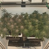 Wedding Cake / Blueberry Cookies