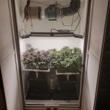 Wedding Cake / Blueberry Cookies