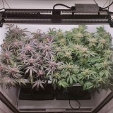 Wedding Cake / Blueberry Cookies