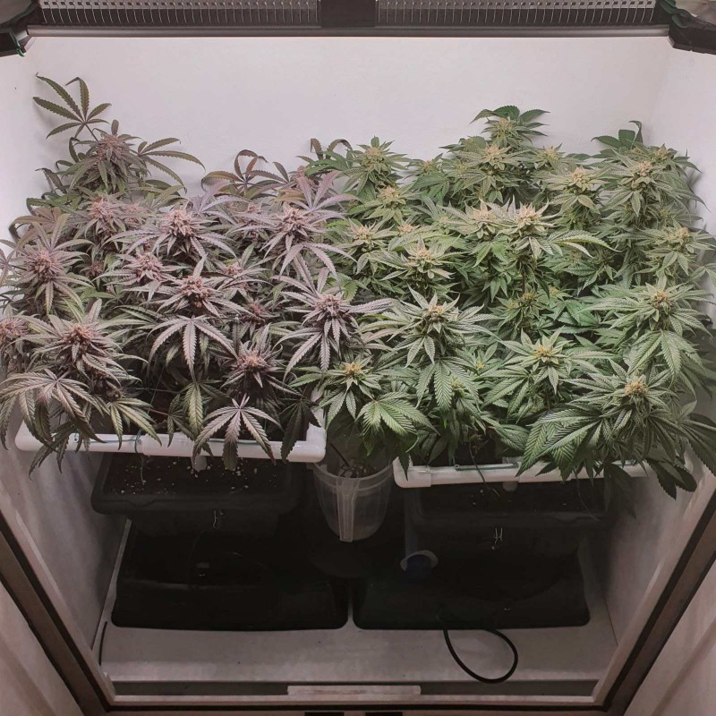 Wedding Cake / Blueberry Cookies
