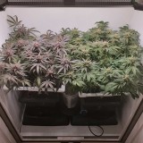 Wedding Cake / Blueberry Cookies