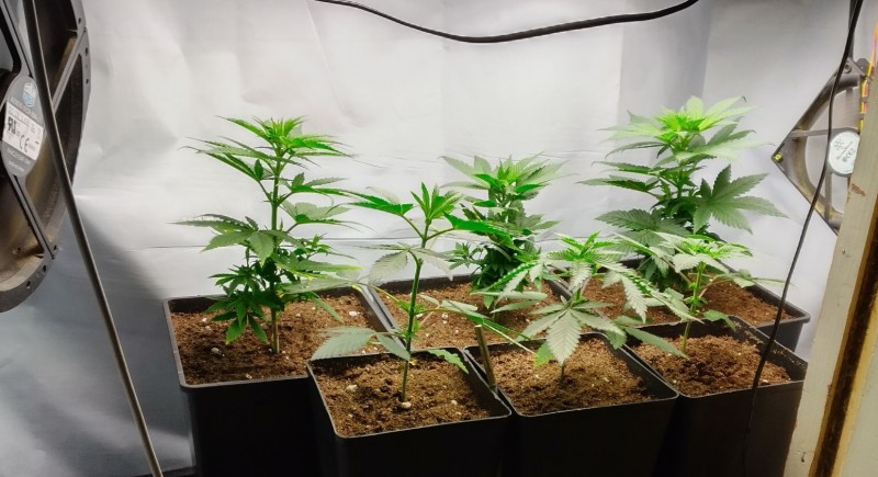 veg