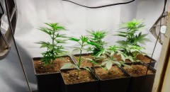 veg
