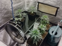 veg