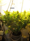 w5 bloom (1)