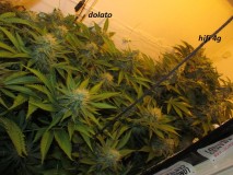 w5 bloom (2)