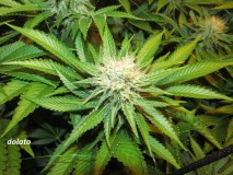 w5 bloom (3)