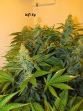 w5 bloom (6)