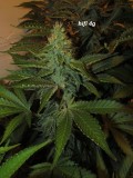 w5 bloom (7)