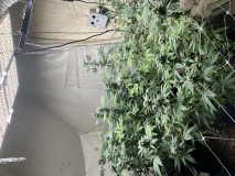 IMG_4063[1]