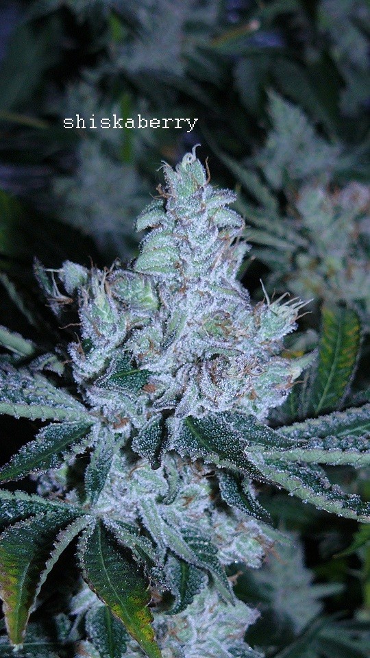 drobes 18 03 22 018