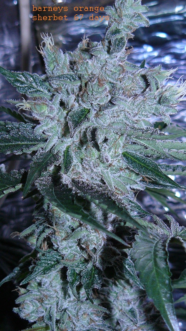 drobes 18 03 22 020