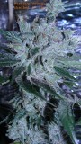 drobes 18 03 22 020