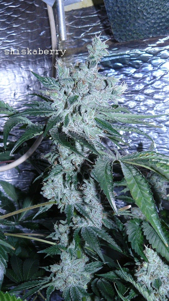 drobes 18 03 22 021