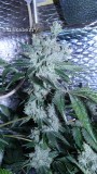 drobes 18 03 22 021
