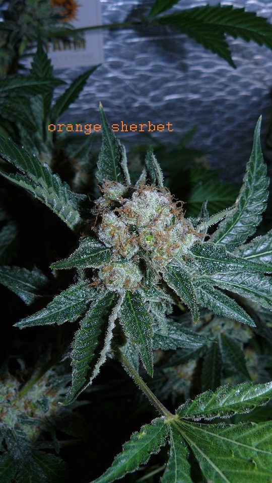 drobes 18 03 22 024