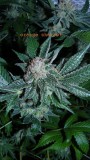 drobes 18 03 22 025