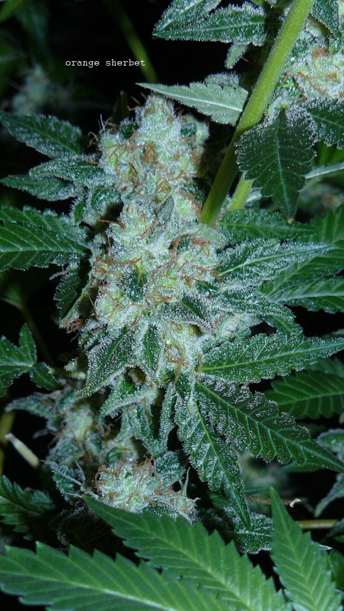 drobes 18 03 22 027