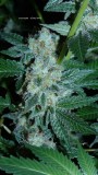 drobes 18 03 22 027
