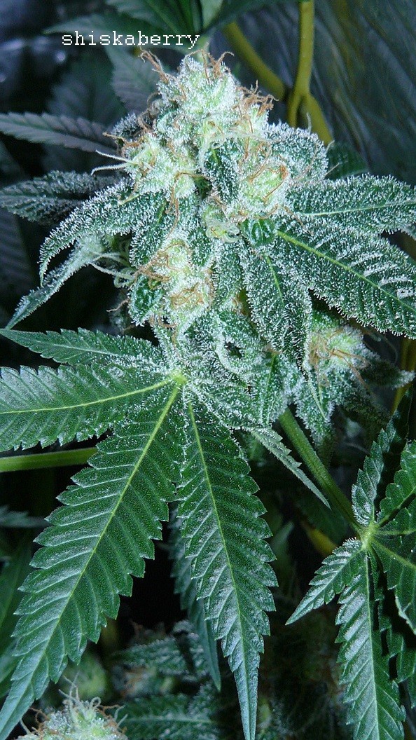drobes 18 03 22 028