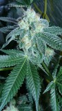 drobes 18 03 22 028