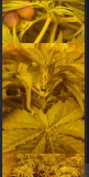 Screenshot_20220319-225839_Chrome