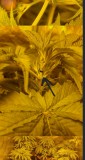 Screenshot_20220319-231136_Chrome