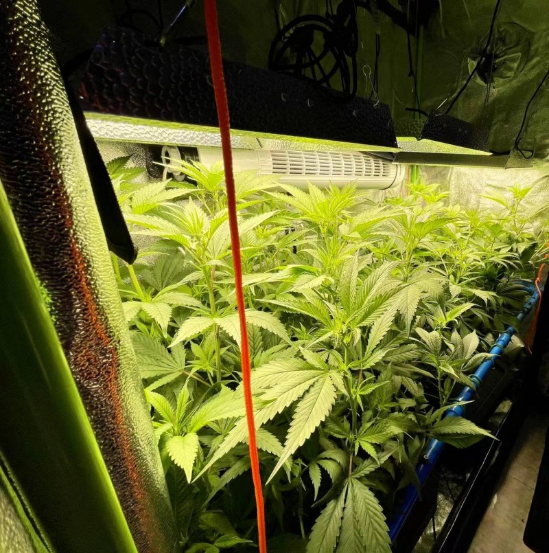 TP grow end week one 3 days later