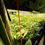 TP grow end week one 3 days later