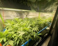 TP grow end week one
